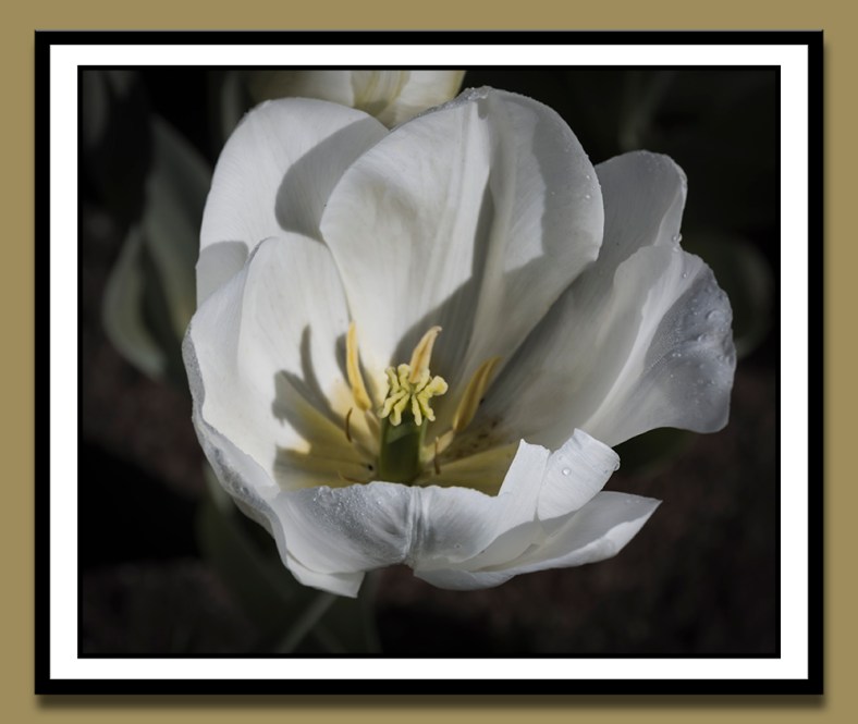 George McCane, Photoman401