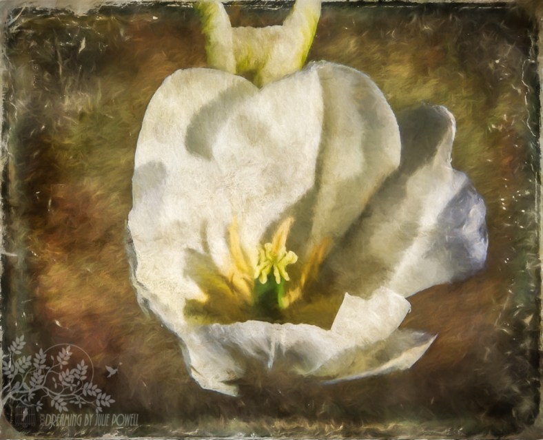 Julie Powell, Julie Powell Photography