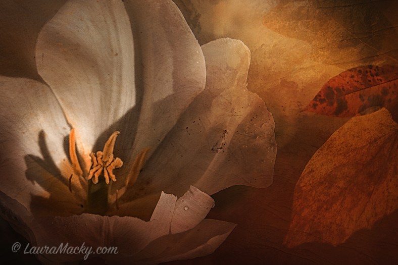 Laura Macky, Laura Macky Photography