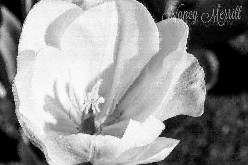 Nancy Merrill, nancy merrill photography