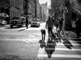 Dog walker in SoHo, New York City