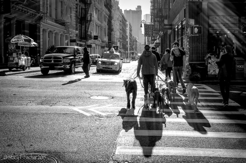 Dog walker in SoHo, New York City
