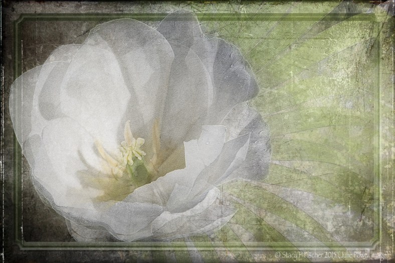 Stacy Fischer, Visual Venturing