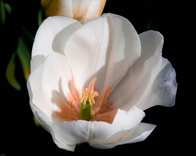 Bryan, theonlyD800inthehameau 