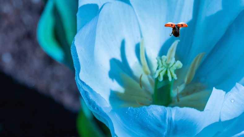 Yan Balczewski, From Hiding to Blogging