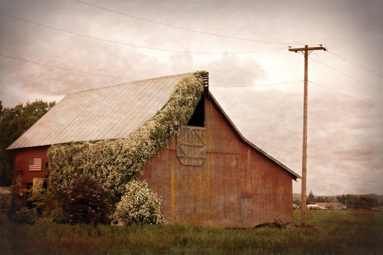 Amy, The World Is a Book