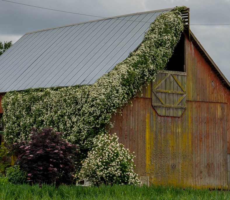 Bryan, theonlyD800inthehameau