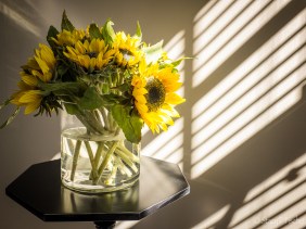 Sunflowers in vase highlighted by sun coming through window blinds
